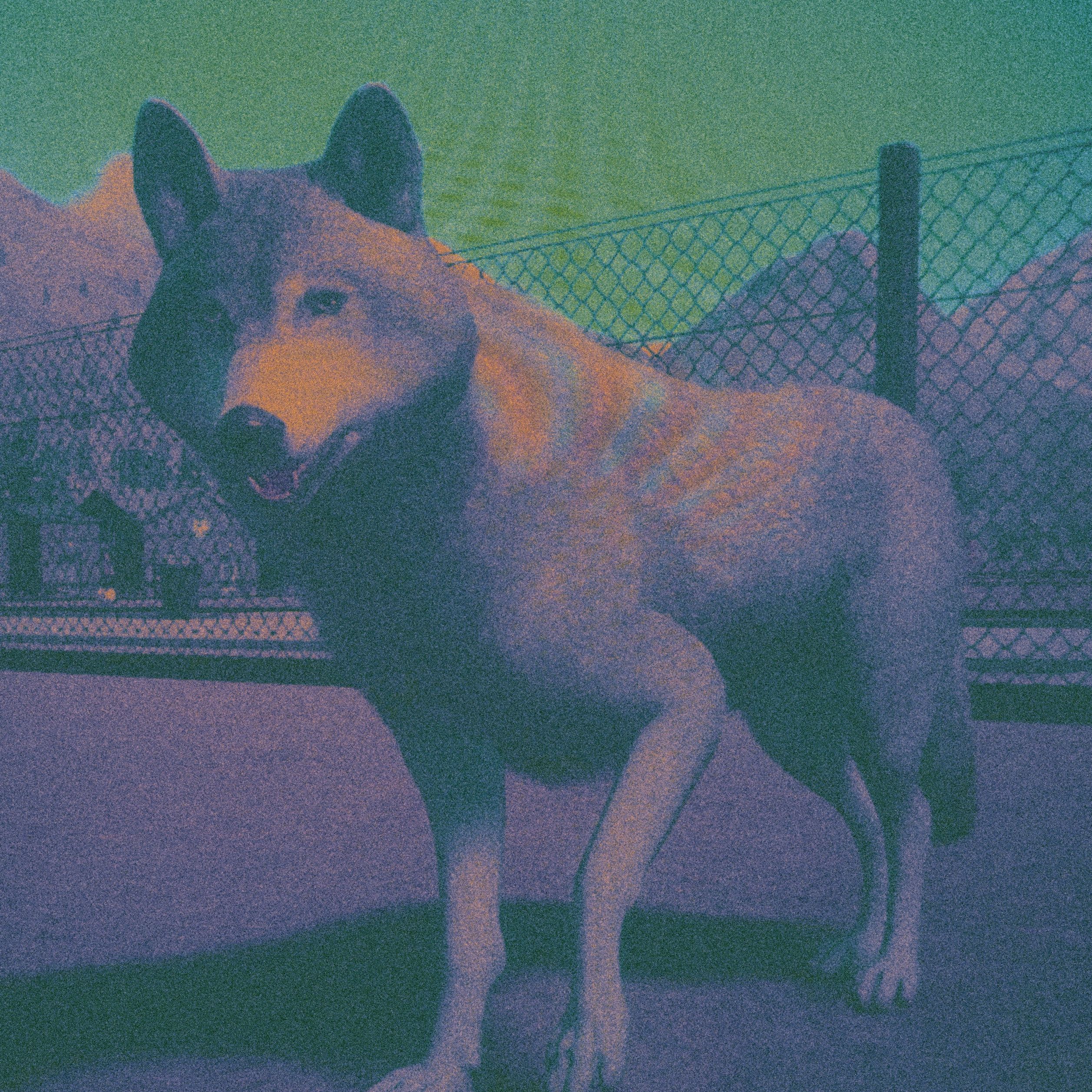 undercover wolfgirl